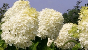 Hydrangea paniculata Phantom: opis, sadnja i nega