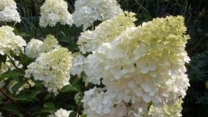 Hydrangea paniculata Candlllight: opis, sadnja i nega