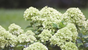 Hydrangea paniculata Mali kreč: opis i uzgoj