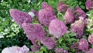 Hydrangea paniculata Sunday Fries: opis, sadnja i nega