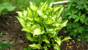 Hosta fortune Albopicta: opis, sadnja i njega