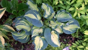 Hosta Golden Meadows：描述、种植、护理和繁殖