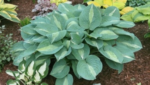 Hosta Kiwi full monty: opis, slijetanje i njega