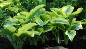 Hosta Liberty：描述，生长和繁殖的建议