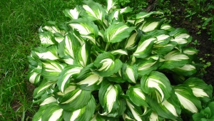 Hosta wavy Mediovariegata：描述、种植、护理和繁殖