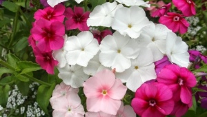 Annual phlox: description of varieties and cultivation features