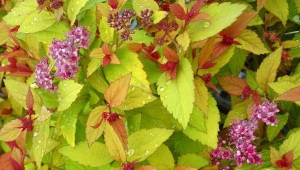 Spirea Magic Carpet：特性、生长和繁殖建议