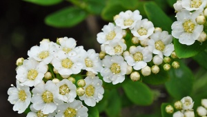 Nippon Spirea：描述，品种，种植和护理