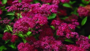 Spirea Japanese Anthony Waterer：描述、种植和护理