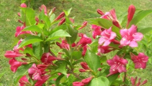 Weigela Bristol 红宝石：描述、种植和护理