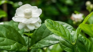 茉莉沙巴：品种，选择，栽培，繁殖