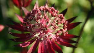 Astrantia velika: opis, slijetanje i njega