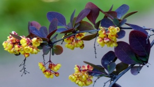 Barberry Ottawa Superba：描述，种植和护理