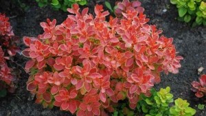 Barberry Thunberg 橙色火箭：描述，种植和护理