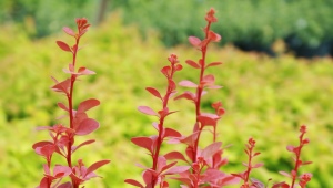 Barberry Thunberga Red Rocket：描述，种植，护理和繁殖