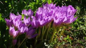 Colchicum veličanstveni: opis i uzgoj