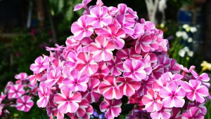 Phlox paniculata: varieties, planting and care