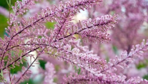 Tamarisk (tamarisk): opis i sorte, pravila za uzgoj i njegu