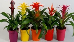 Sobne biljke bromelije