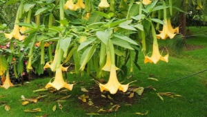 Brugmansia: opis, vrste i sorte, značajke sadnje i reprodukcije