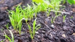 How many days does dill sprout and why are there no shoots?