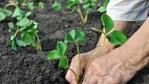 Što staviti u rupu prilikom sadnje jagoda?