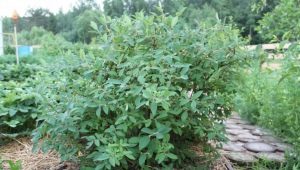 Where is the best place to plant honeysuckle?