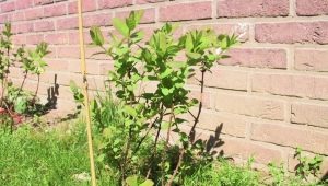 When and how to plant honeysuckle?