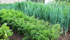 Next to what can you plant dill?