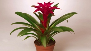 Mješavina bromelija