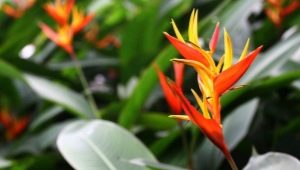 Heliconia i njezin uzgoj