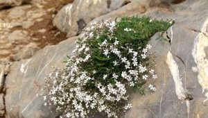 Gypsophila plazivá