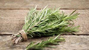 What does rosemary look like and how to care for it?