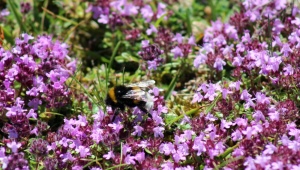 What does creeping thyme look like and how to care for it?