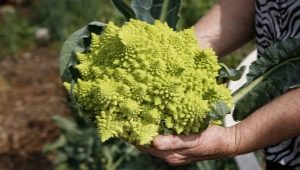 Romanesco kupus i njegov uzgoj