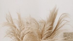 Pampas grass is a trendy decorative element