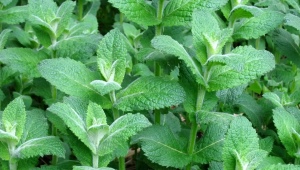 Varieties and cultivation of fragrant mint