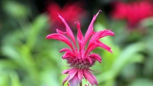 Hybridné odrody Monarda