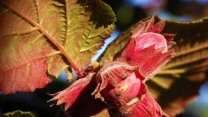 Všetko o lieskovej Purpurea