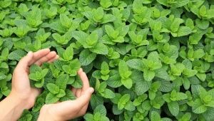 All about mint and its cultivation