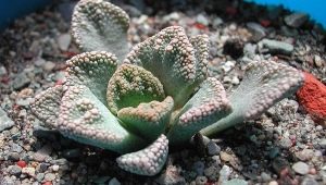 Všetko o titanopsis