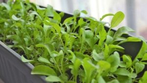 How to grow arugula on a windowsill?