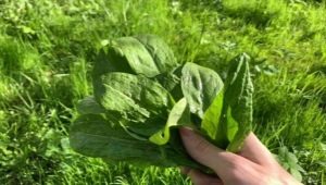 When and how to harvest sorrel correctly?