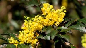 Mahonia božikovina i značajke njenog uzgoja