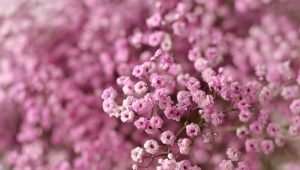 Všetko o gypsophila pink