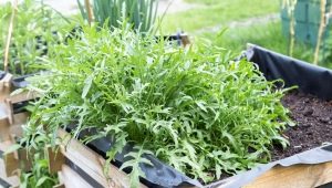 Growing arugula and caring for it outdoors