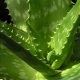 Jastuci s Aloe Verom