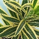 Dracaena deremskaya：描述，繁殖和护理的微妙之处