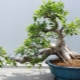 Ficus Retusa: description and care