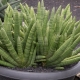 Sansevieria 圆柱形：特征，类型，护理规则